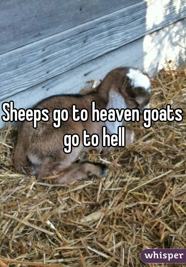 Sheeps go to heaven goats go to hell