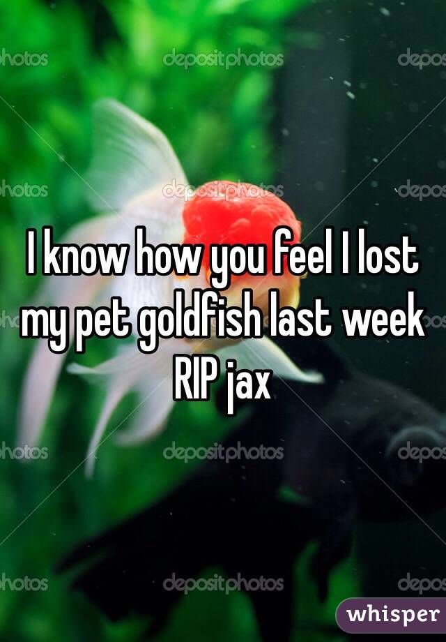 I know how you feel I lost my pet goldfish last week 
RIP jax