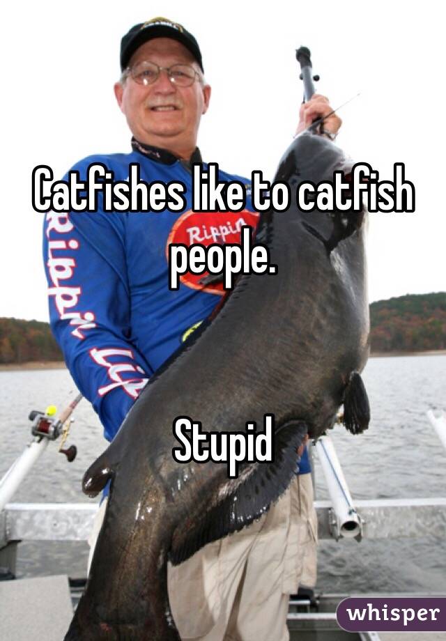 Catfishes like to catfish people.


Stupid