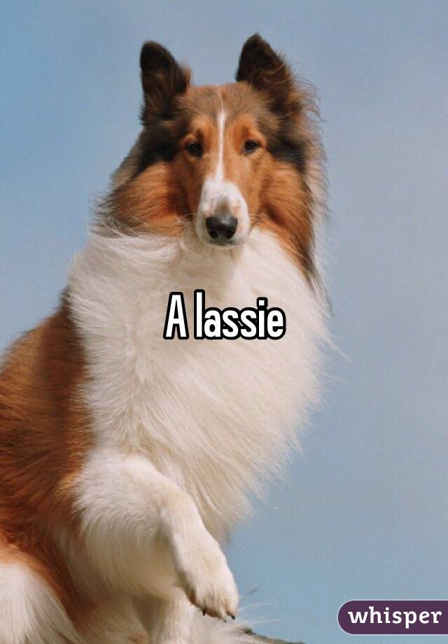 A lassie 