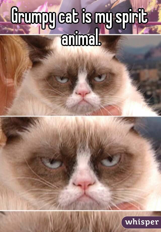 Grumpy cat is my spirit animal.