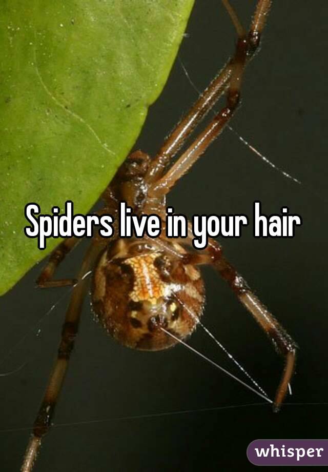 Spiders live in your hair