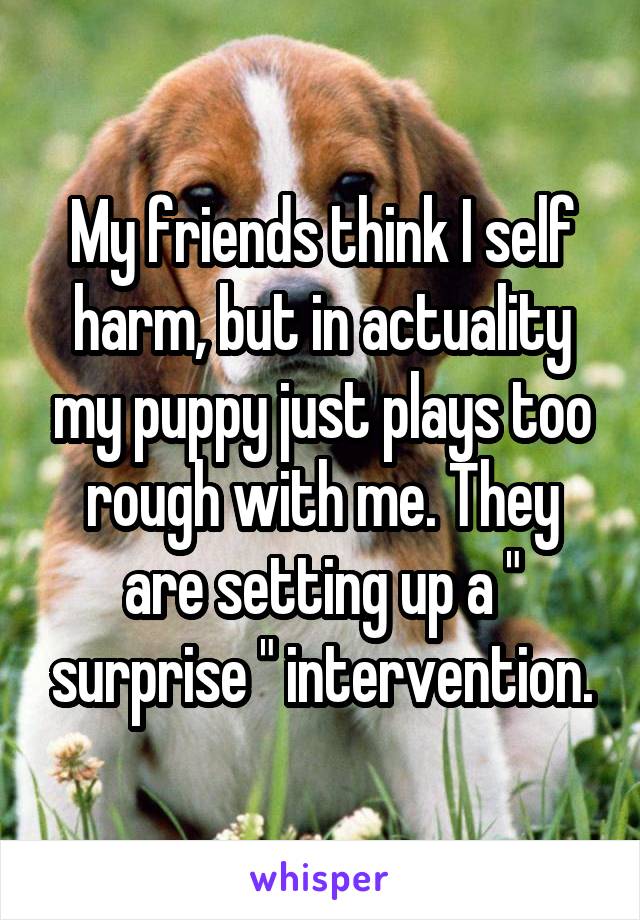 My friends think I self harm, but in actuality my puppy just plays too rough with me. They are setting up a " surprise " intervention.