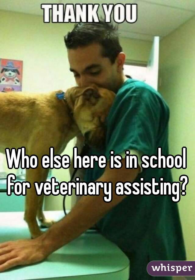 Who else here is in school for veterinary assisting?