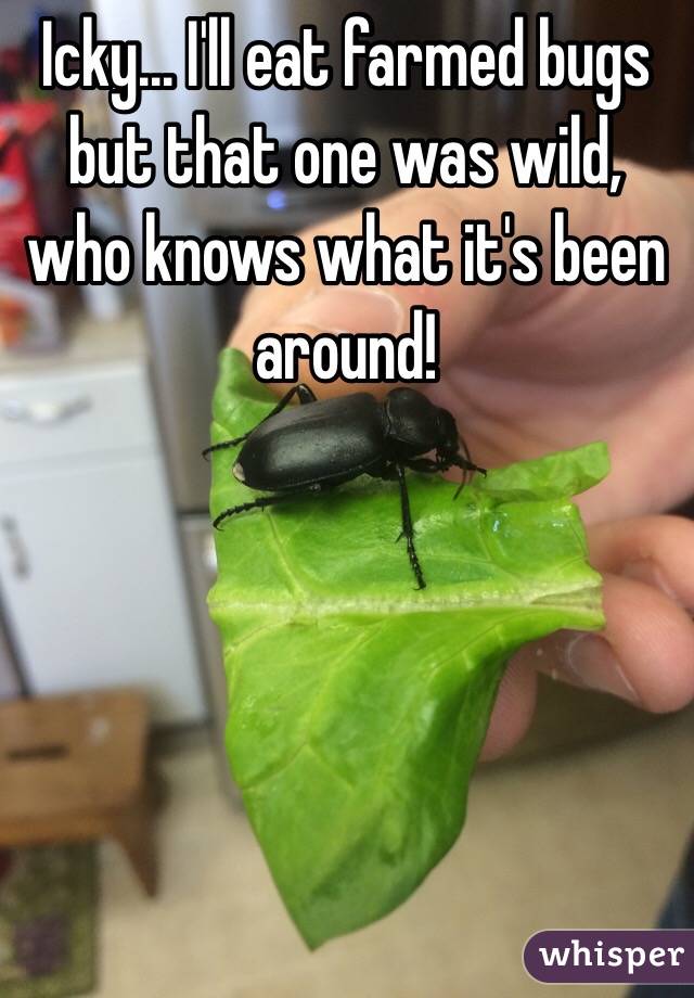 Icky... I'll eat farmed bugs but that one was wild, who knows what it's been around!