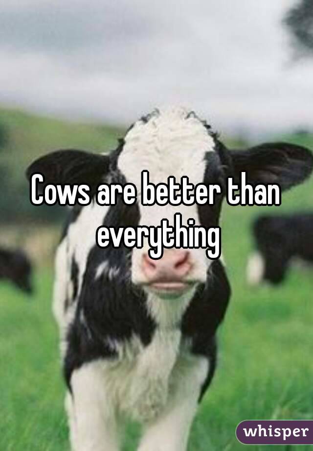 Cows are better than everything