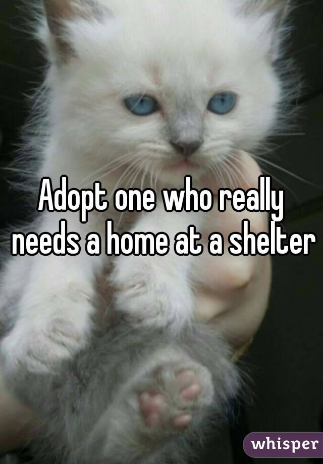 Adopt one who really needs a home at a shelter