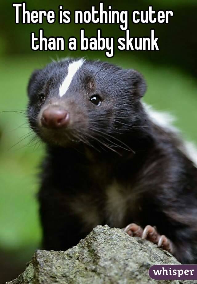 There is nothing cuter than a baby skunk
