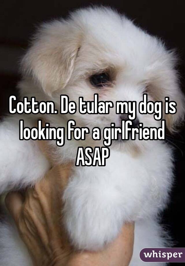 Cotton. De tular my dog is looking for a girlfriend ASAP 