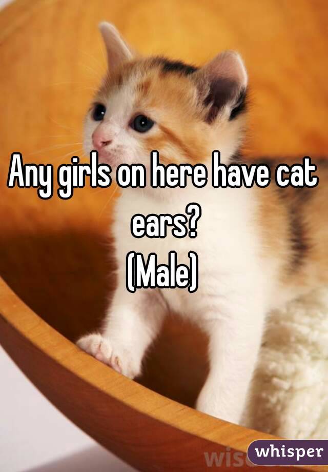 Any girls on here have cat ears?
(Male)