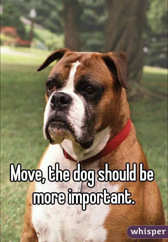 Move, the dog should be more important.