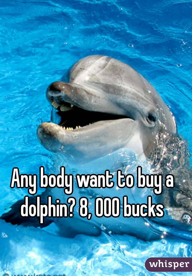 Any body want to buy a dolphin? 8, 000 bucks 