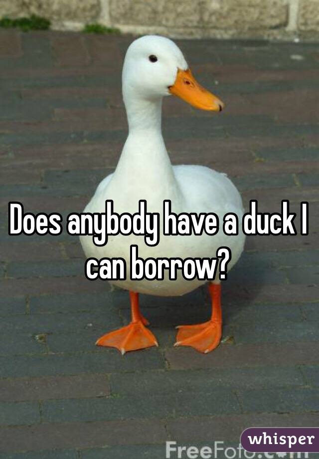 Does anybody have a duck I can borrow? 