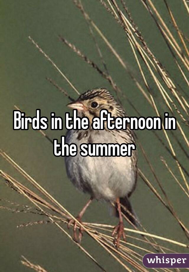 Birds in the afternoon in the summer 