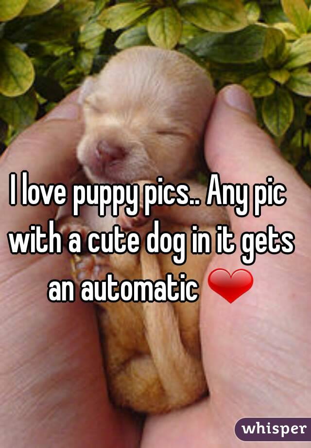 I love puppy pics.. Any pic with a cute dog in it gets an automatic ❤
