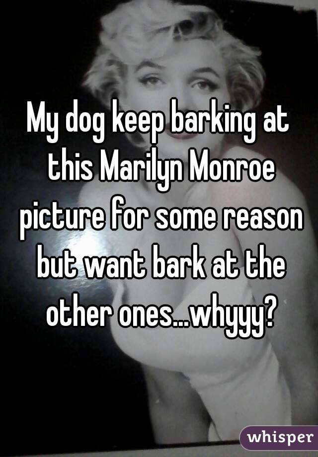 My dog keep barking at this Marilyn Monroe picture for some reason but want bark at the other ones...whyyy?