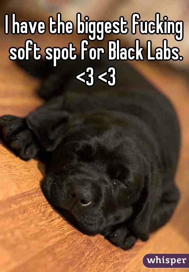 I have the biggest fucking soft spot for Black Labs. <3 <3