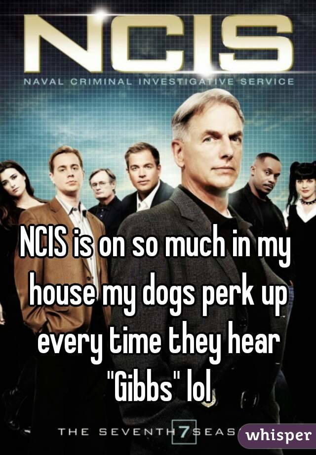 NCIS is on so much in my house my dogs perk up every time they hear "Gibbs" lol