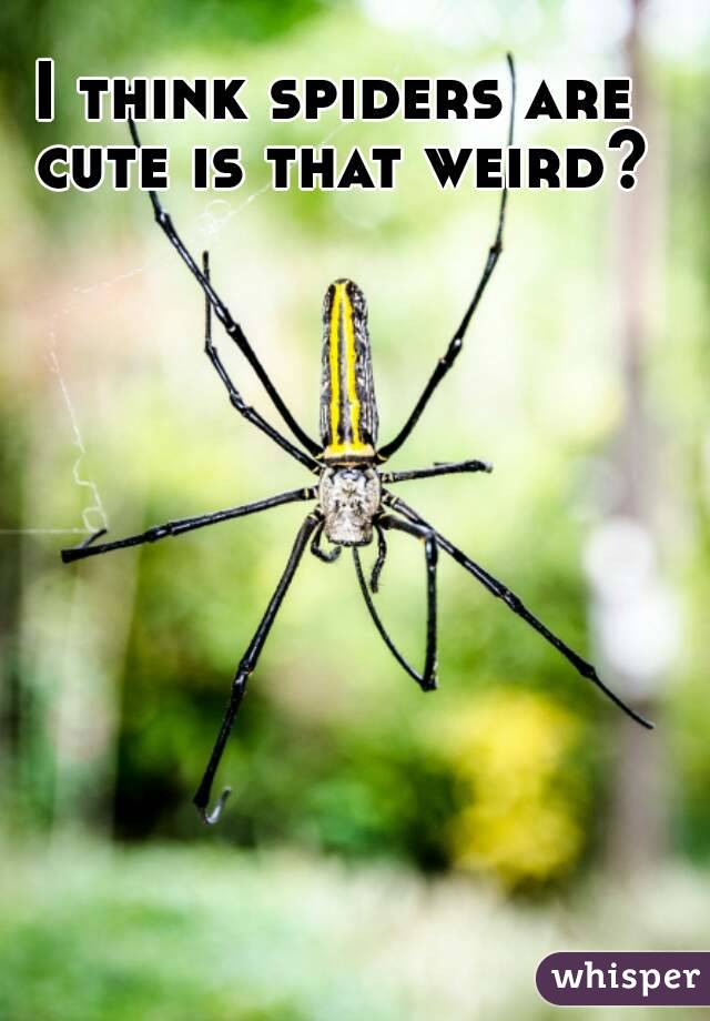 I think spiders are cute is that weird?