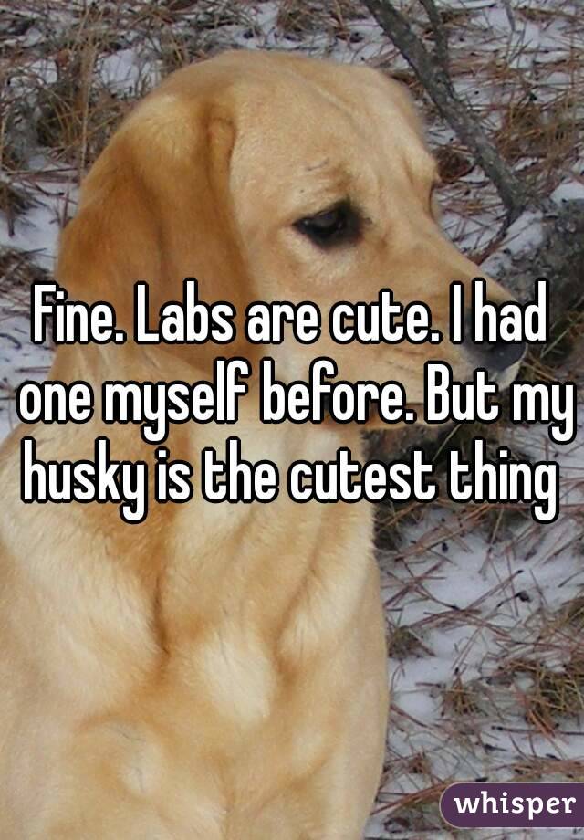 Fine. Labs are cute. I had one myself before. But my husky is the cutest thing 