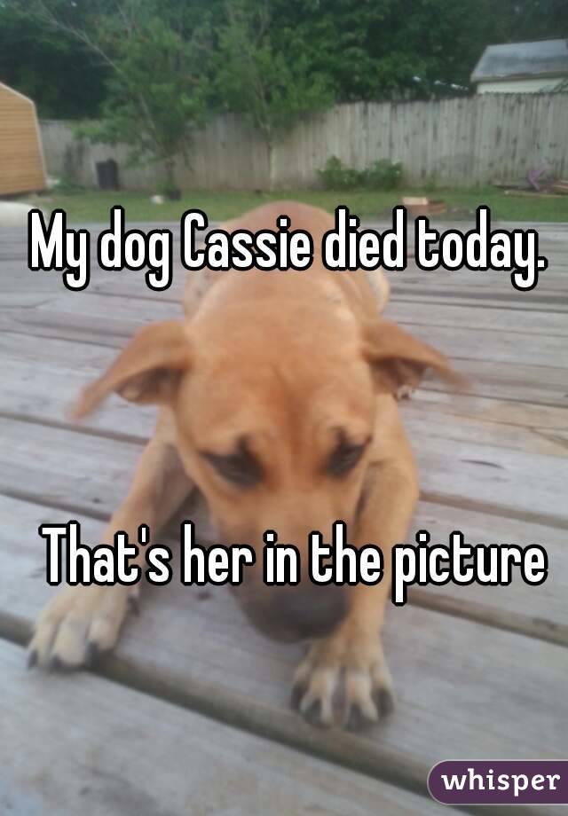 My dog Cassie died today. 



That's her in the picture