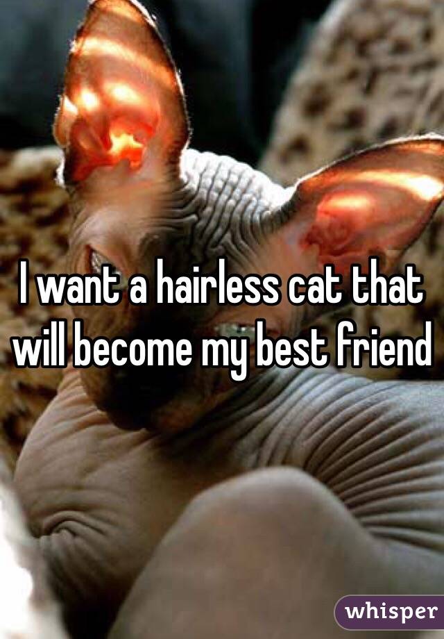 I want a hairless cat that will become my best friend 