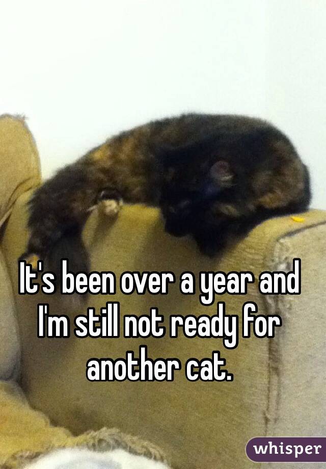 It's been over a year and I'm still not ready for another cat.