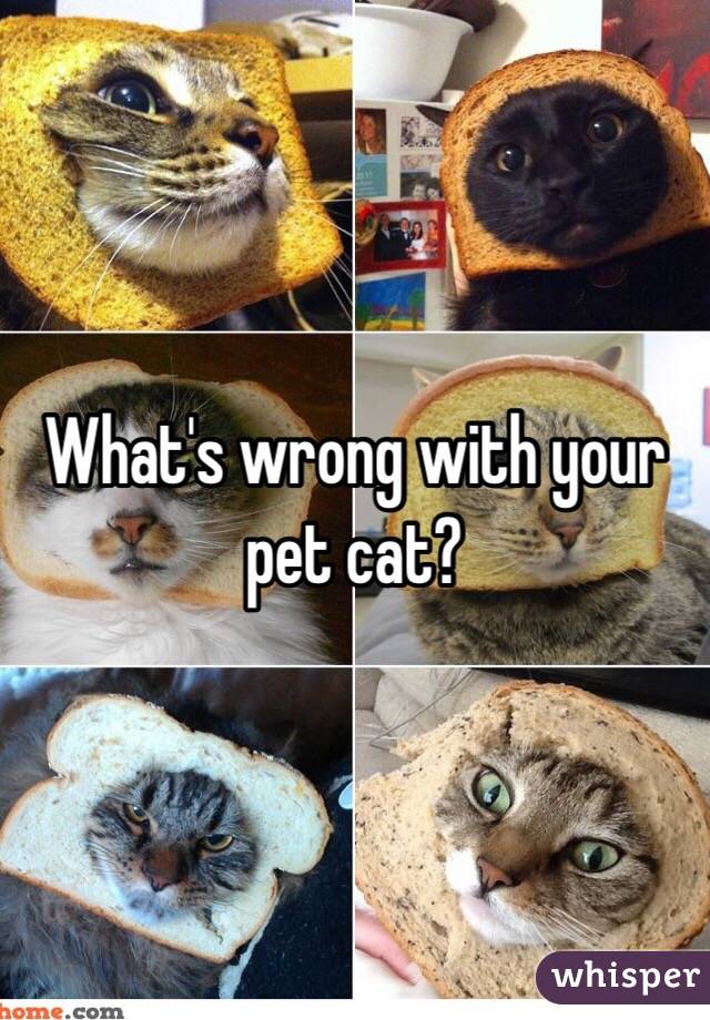 What's wrong with your pet cat?