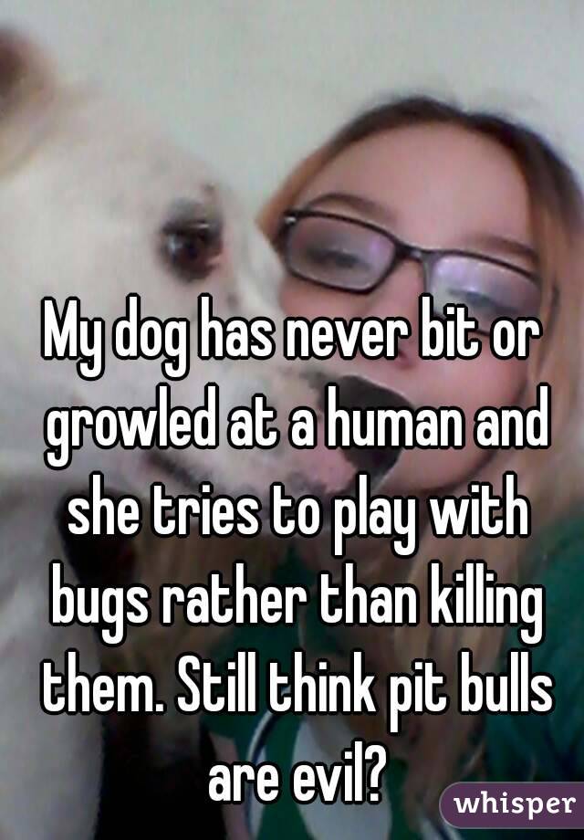 My dog has never bit or growled at a human and she tries to play with bugs rather than killing them. Still think pit bulls are evil?