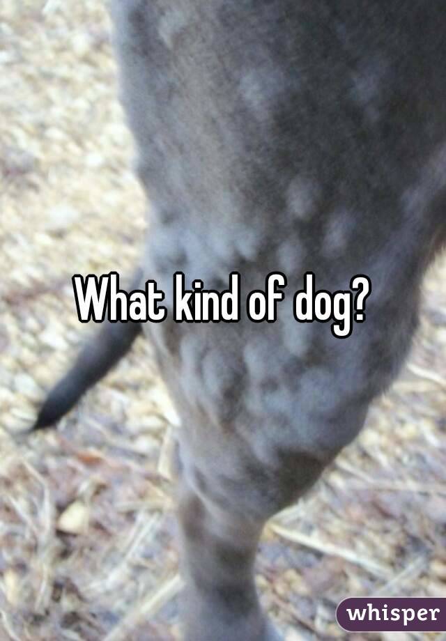 What kind of dog?