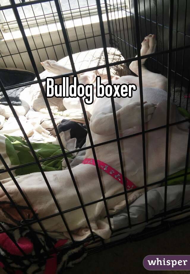 Bulldog boxer