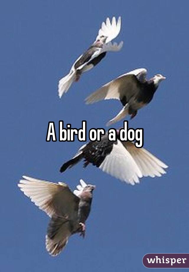 A bird or a dog 