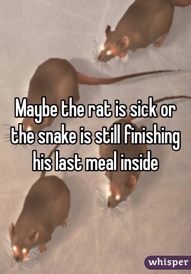 Maybe the rat is sick or the snake is still finishing his last meal inside