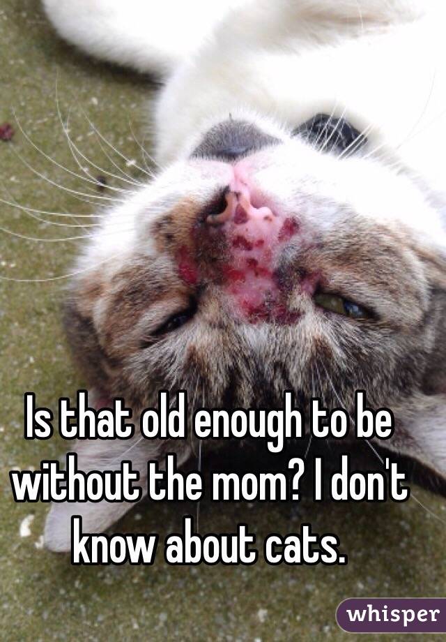 Is that old enough to be without the mom? I don't know about cats.