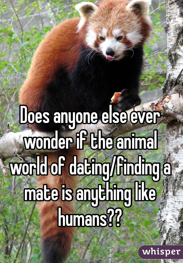 Does anyone else ever wonder if the animal world of dating/finding a mate is anything like humans?? 