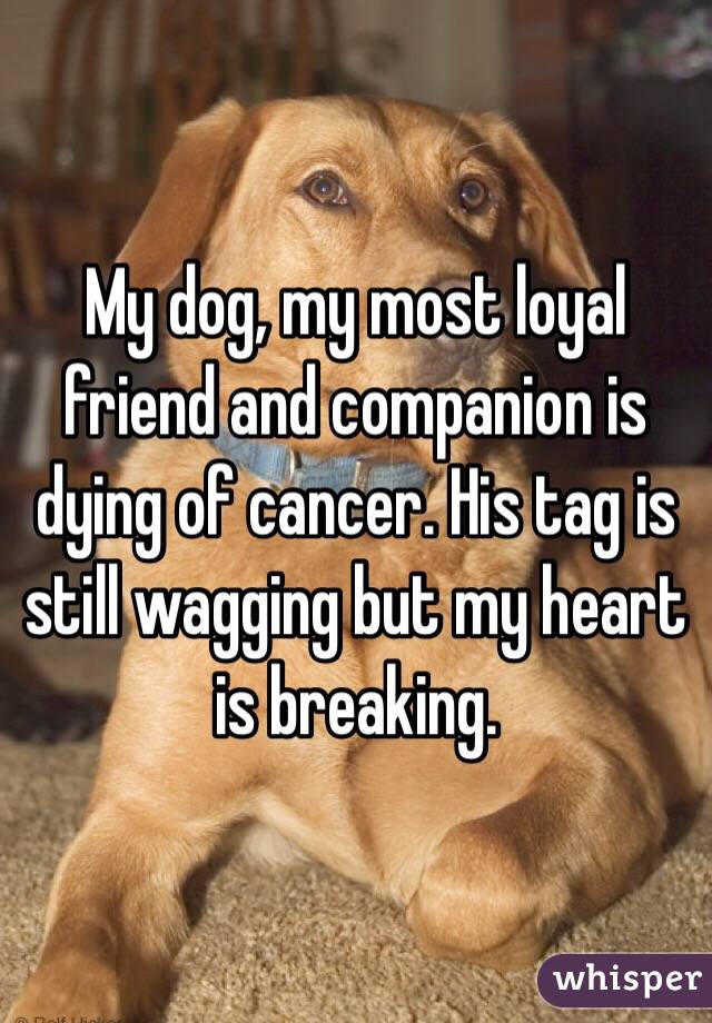My dog, my most loyal friend and companion is dying of cancer. His tag is still wagging but my heart is breaking. 