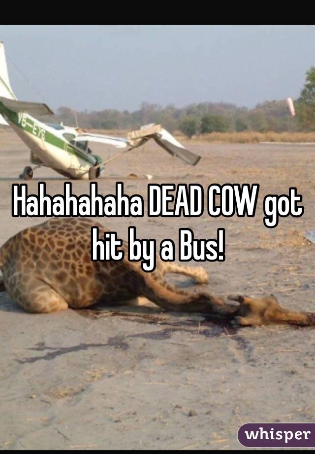 Hahahahaha DEAD COW got hit by a Bus!