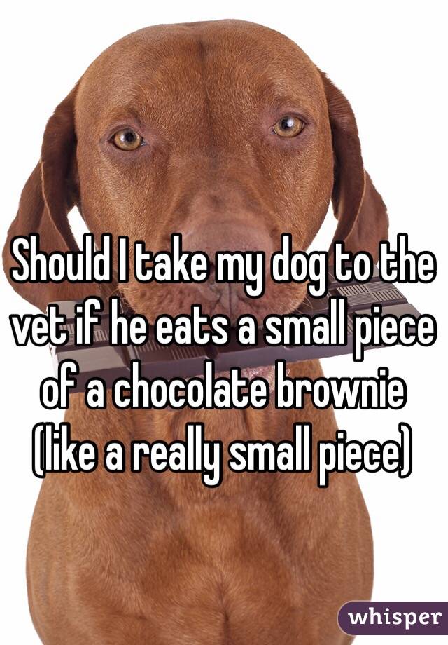 Should I take my dog to the vet if he eats a small piece of a chocolate brownie (like a really small piece)