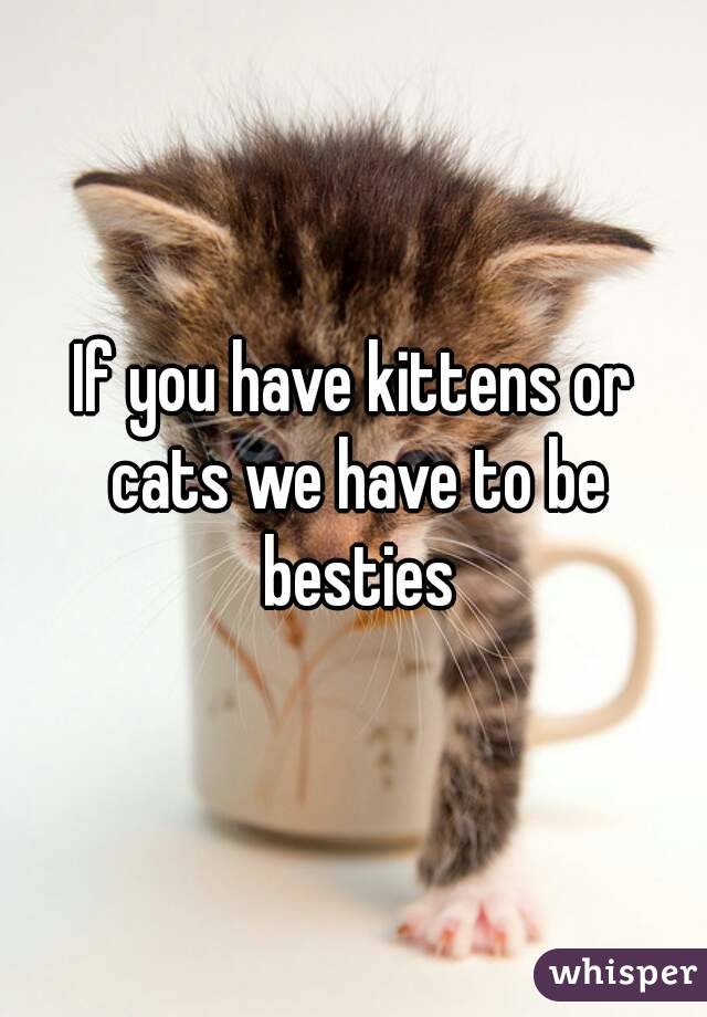 If you have kittens or cats we have to be besties