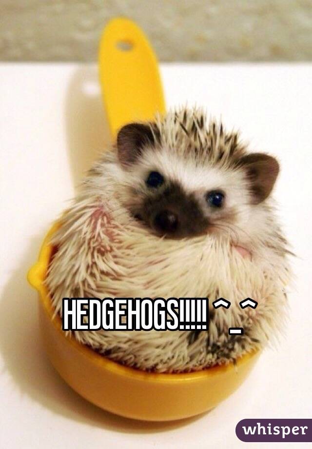 HEDGEHOGS!!!!! ^_^