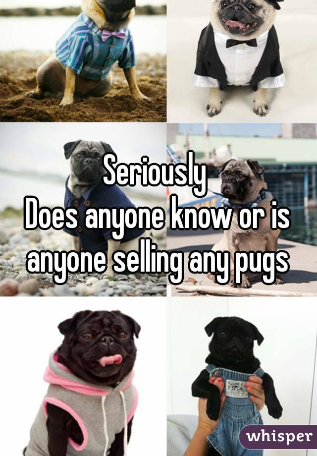 Seriously 
Does anyone know or is anyone selling any pugs 