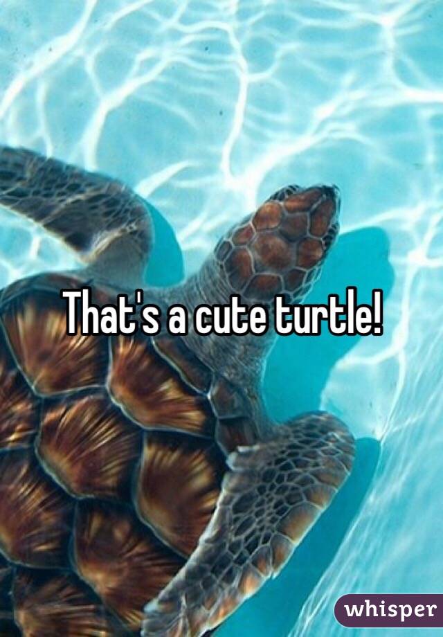 That's a cute turtle!