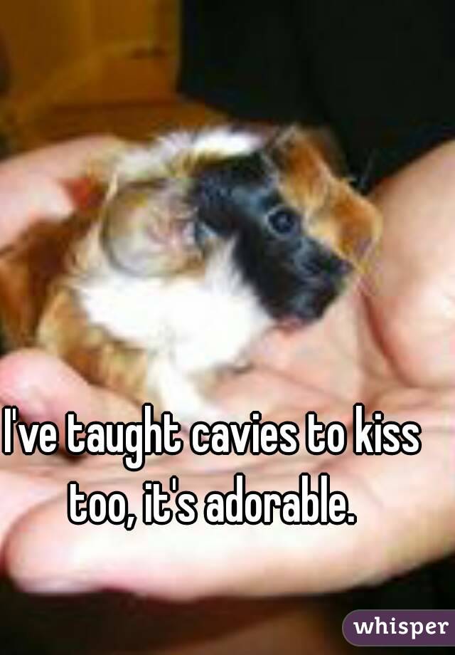 I've taught cavies to kiss too, it's adorable. 