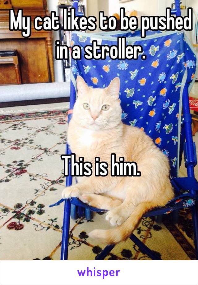 My cat likes to be pushed in a stroller. 



This is him.
