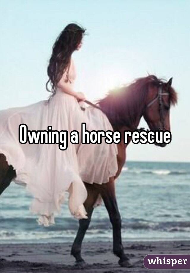 Owning a horse rescue