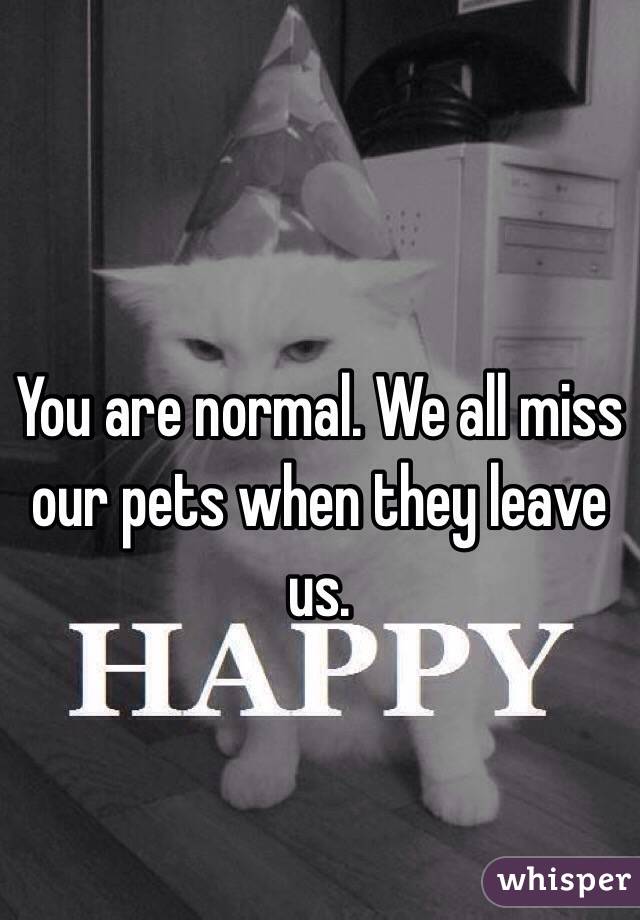 You are normal. We all miss our pets when they leave us.