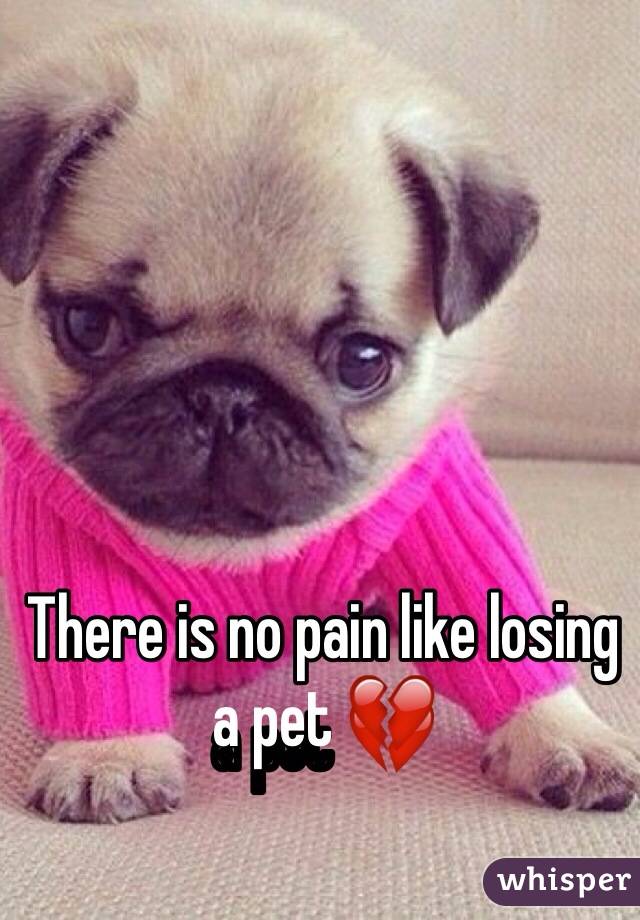 There is no pain like losing a pet 💔