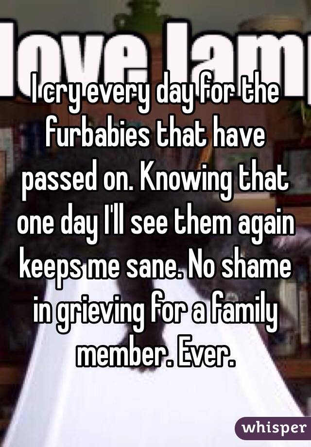 I cry every day for the furbabies that have passed on. Knowing that one day I'll see them again keeps me sane. No shame in grieving for a family member. Ever.