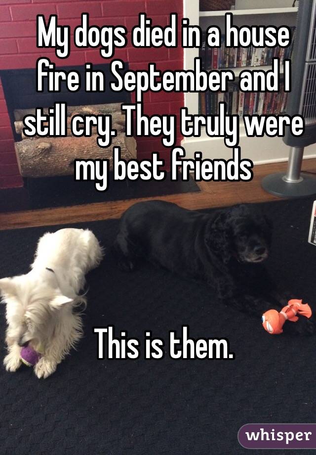 My dogs died in a house fire in September and I still cry. They truly were my best friends



This is them. 