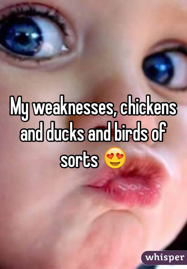 My weaknesses, chickens and ducks and birds of sorts 😍